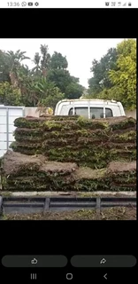 Delivery and installa buffalo grass