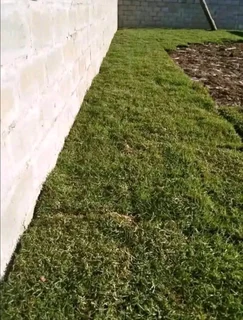 Supply and installa Lm Berea grass    call or WhatsApp.  0672707801