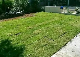 Supply and installa Lm Berea grass    call or WhatsApp.  0672707801