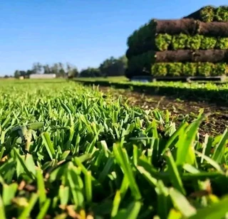 Green and fresh grass.  0672707801