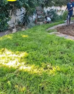 Roll on lawn fresh and green grass.  0672707801