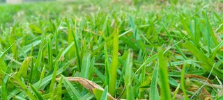 Fresh and green national grass