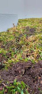 Roll on lawn Lm Berea grass and compost weed free