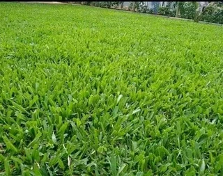 We do sell roll on lawn Kikuyu grass