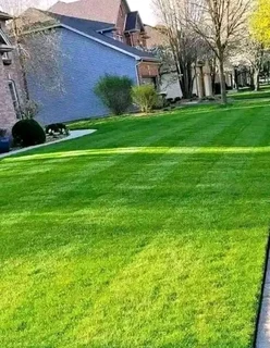 Supply and installa buffalo grass