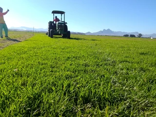 Roll on lawn Lm Berea grass and Kikuyu grass