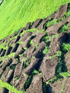 Roll on lawn Lm Berea grass and Kikuyu grass