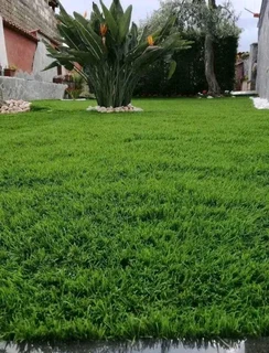 Roll on lawn Lm Berea grass and Kikuyu grass