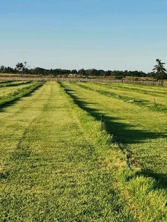 Lawn national grass and top soil weed free