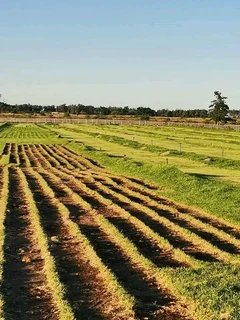 Lawn national grass and top soil weed free