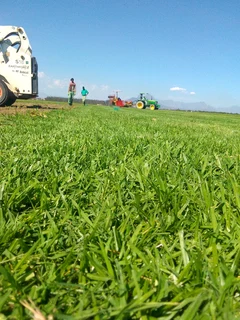 Roll on lawn Lm Berea grass