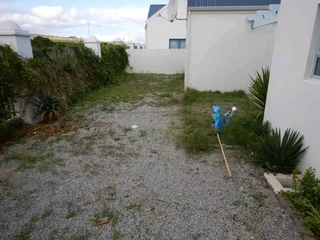 Roll on lawn Lm Berea grass