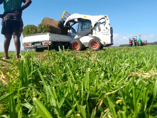 We do sell roll on lawn Kikuyu grass &amp; buffalo grass. 0672707801