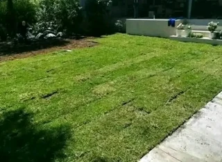 We do sell roll on lawn Kikuyu grass &amp; buffalo grass. 0672707801