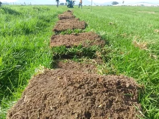 Supply and installa Lm Berea grass