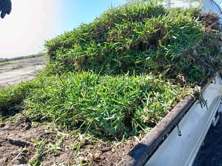 Roll on lawn Kikuyu grass