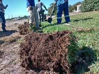 Roll on lawn Kikuyu grass