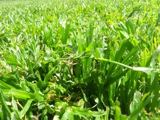 Roll on lawn Kikuyu grass