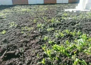 We do sell roll on lawn green and fresh