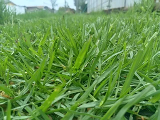 Roll on lawn Lm Berea grass
