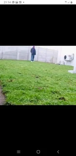 Roll on lawn Lm Berea grass