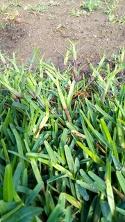 Roll on lawn national grass green and fresh. 0672707801