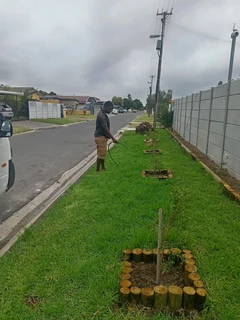 Roll on lawn national grass green and fresh. 0672707801