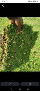 Lawn fresh 100% national grass