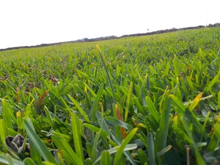 Now we do have stock of Lm Berea grass and buffalo grass