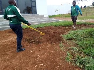 Now we do have stock of Lm Berea grass and buffalo grass