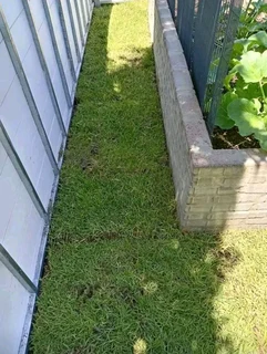 Now we do have stock of Lm Berea grass and buffalo grass