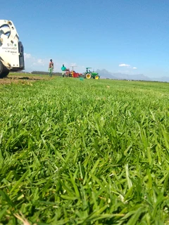 Now we do have stock of Lm Berea grass and buffalo grass