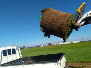 Now we do have stock of Lm Berea grass and buffalo grass