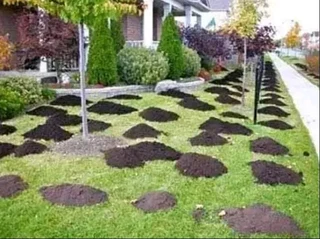 We do supply and installa buffalo grass and Kikuyu grass