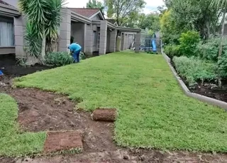 Roll on lawn Lm Berea grass and top soil weed free