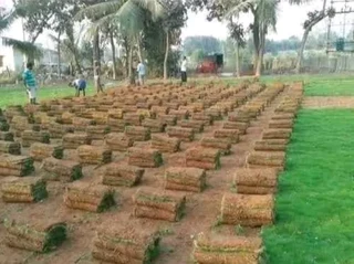 Roll on lawn Lm Berea grass and top soil weed free