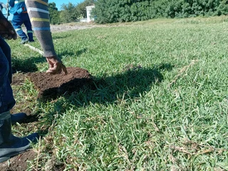 Kikuyu grass supply and installa100% weed free