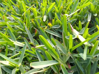 Roll on lawn 100% weed free