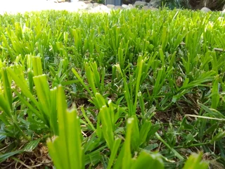 Roll on lawn 100% weed free