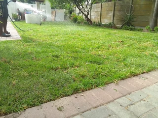 Roll on lawn 100% weed free