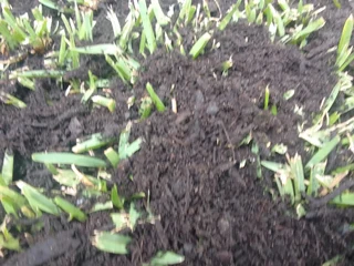 Delivery and installa buffalo grass