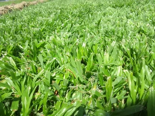 Delivery and installation Kikuyu grass and compost weed free