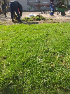 Delivery and installation Kikuyu grass and compost weed free