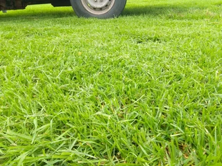Roll on lawn buffalo grass