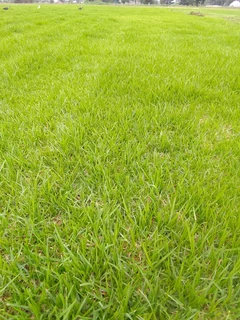 Roll on lawn Kikuyu grass