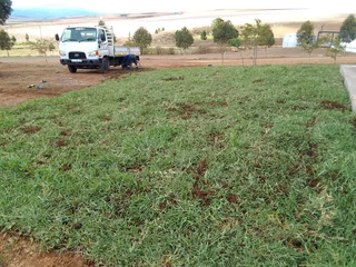 Roll on lawn Kikuyu grass