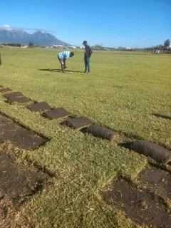 Roll on lawn Kikuyu grass