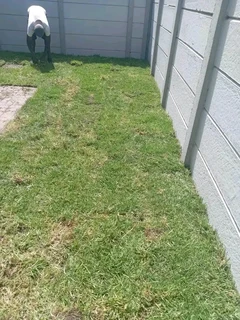 Roll on lawn Kikuyu grass