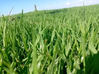 We do sell roll on lawn Lm Berea grass and buffalo grass