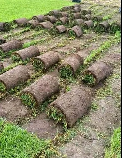 We do sell roll on lawn Lm Berea grass and buffalo grass